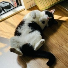 黒白ハチワレ　オス　3歳の里親さん募集です。