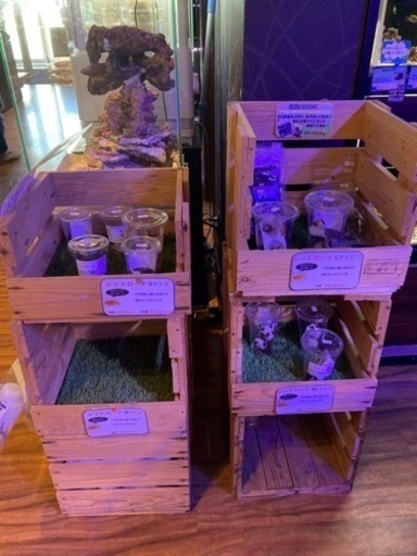 生き餌:ビアンコ