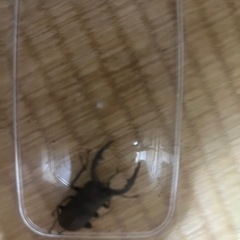 クワガタ