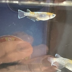 改良メダカ1ペアの画像