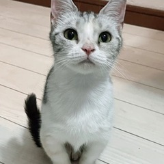 とても小さなマンチカン