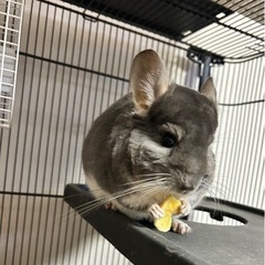 チンチラバイオレット
