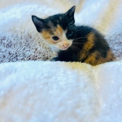 子猫の里親募集です。 - 猫