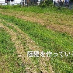 農薬・化学肥料を使わない農業に興味ある方、一緒に畑をしませんか？ - 田辺市
