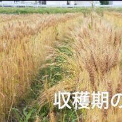 農薬・化学肥料を使わない農業に興味ある方、一緒に畑をしませんか？ − 和歌山県