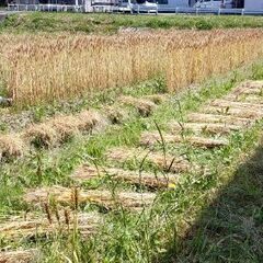 農薬・化学肥料を使わない農業に興味ある方、一緒に畑をしませんか？ - その他