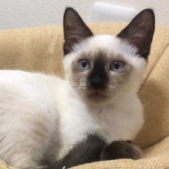 里親様決定！ たまたまエイト！おたまちゃん
