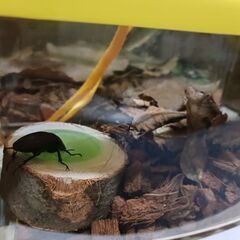 カブトムシお譲りしますの画像