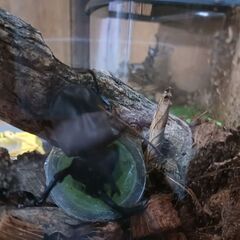 カブトムシお譲りします