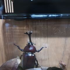 カブトムシお譲りしますの画像