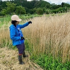 ライ麦収穫取り放題　ストロー取り放題