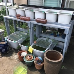 メダカ好き集まれ〜 関東地方 初心者ベテラン大歓迎