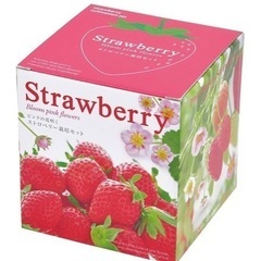 新品未開封　ピンクの花咲く　ストロベリー栽培セット