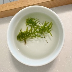 0円で稚ザリガニをお譲りします。