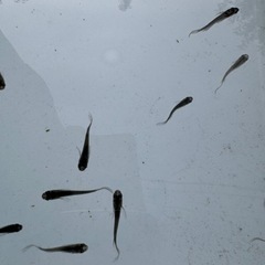 メダカ　ブラックダイヤヒレ長　1匹300円　5匹プラスα　1,000円の画像