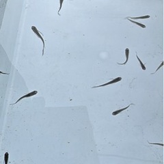 メダカ　ブラックダイヤヒレ長　1匹300円　5匹プラスα　1,000円の画像