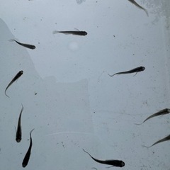 メダカ　ブラックダイヤヒレ長　1匹300円　5匹プラスα　1,000円の画像