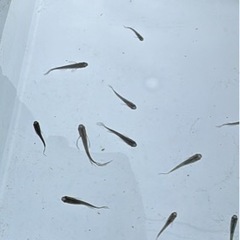 メダカ　ブラックダイヤヒレ長　1匹300円　5匹プラスα　1,000円の画像