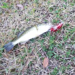 釣り教えます（ルアーフィシング）の画像