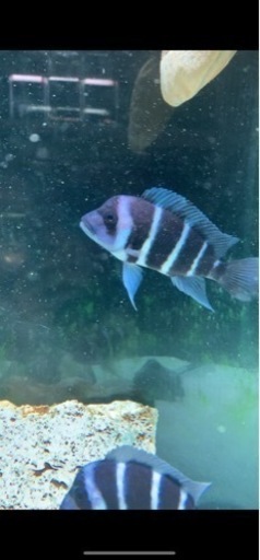 熱帯魚　アフリカンシクリッド  フロントーサ　WILDモバ　15センチ　アフリカ直輸入　写真個体販売