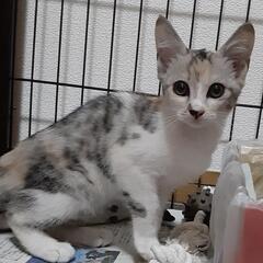 生後３ヶ月〜くらい　三毛ちゃん