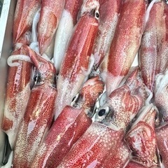 8月23日 本日限り白イカ💫朝獲れ！新鮮15杯