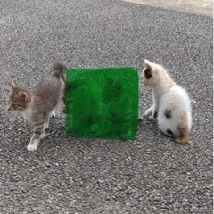 子猫欲しい方
