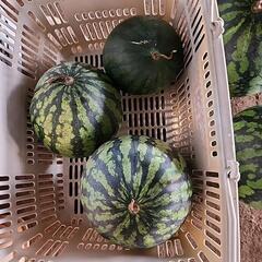 スイカ🍉の画像