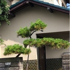 松の木などの画像