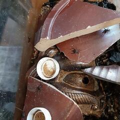 鈴虫幼虫の画像