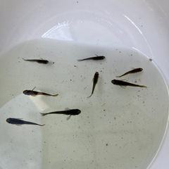 メダカ オロチ選外40匹以上