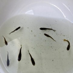 メダカ オロチ選外40匹以上の画像