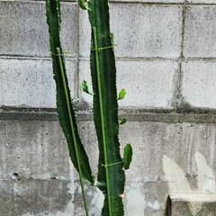 大雲閣ダイウンカク