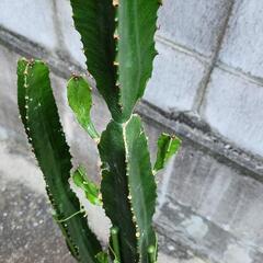 大雲閣ダイウンカクの画像
