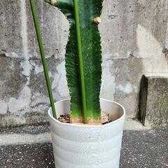 大雲閣ダイウンカクの画像