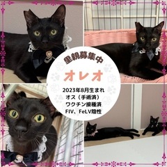 黒猫　兄妹　譲渡会参加