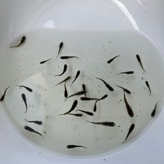 メダカ オロチ選外40匹以上の画像