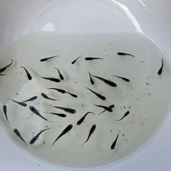 メダカ オロチ選外40匹以上の画像