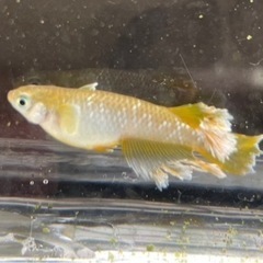 🐟🐟メダカ仲間募集💕