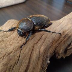 ヘラクレスオオカブト　ペア　オス1メス２の画像