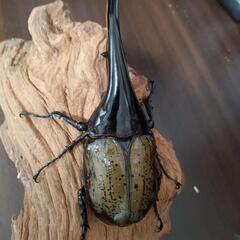 ヘラクレスオオカブト　ペア　オス1メス２の画像