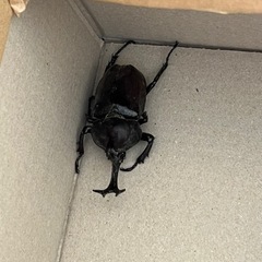 カブトムシ　オス　メス