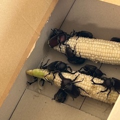 カブトムシ　オス　メスの画像