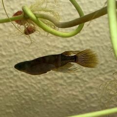 サタン（ブラックヒレ長メダカ）　若魚　１０匹　　１０００円の画像