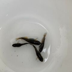 サタン（ブラックヒレ長メダカ）　若魚　１０匹　　１０００円の画像
