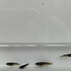 サタン（ブラックヒレ長メダカ）　若魚　１０匹　　１０００円の画像