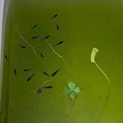 サタン（ブラックヒレ長メダカ）　若魚　１０匹　　１０００円の画像