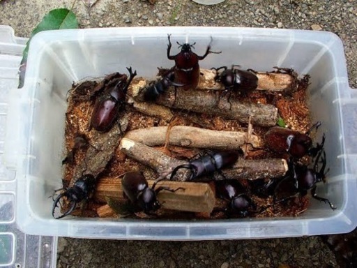 国産カブトムシ