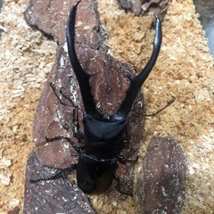 メタリフェルホソアカクワガタ 幼虫5匹 初令〜