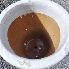 🪴⑨白色陶器鉢9.5号位です。の画像